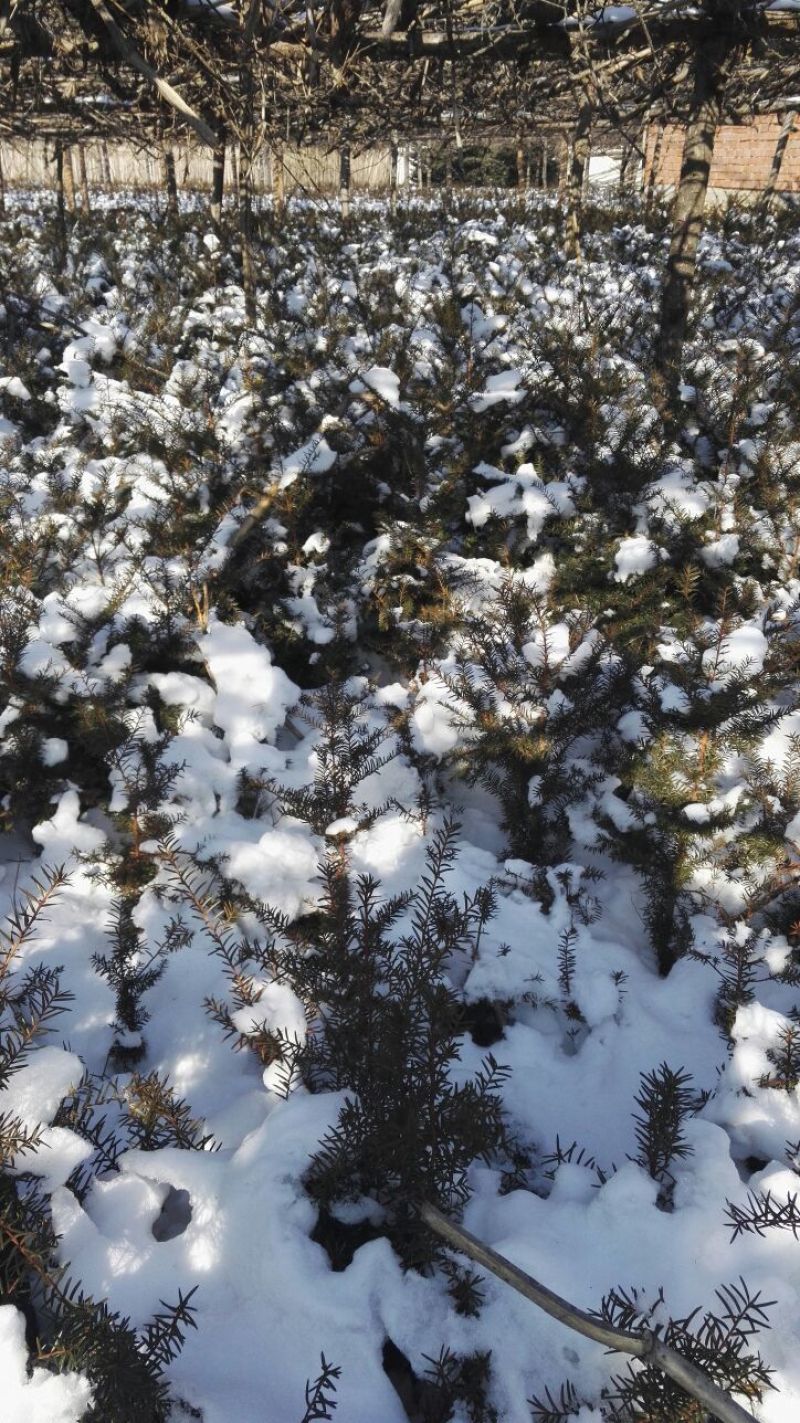 红豆杉实生苗东北红豆杉移植苗冠杉