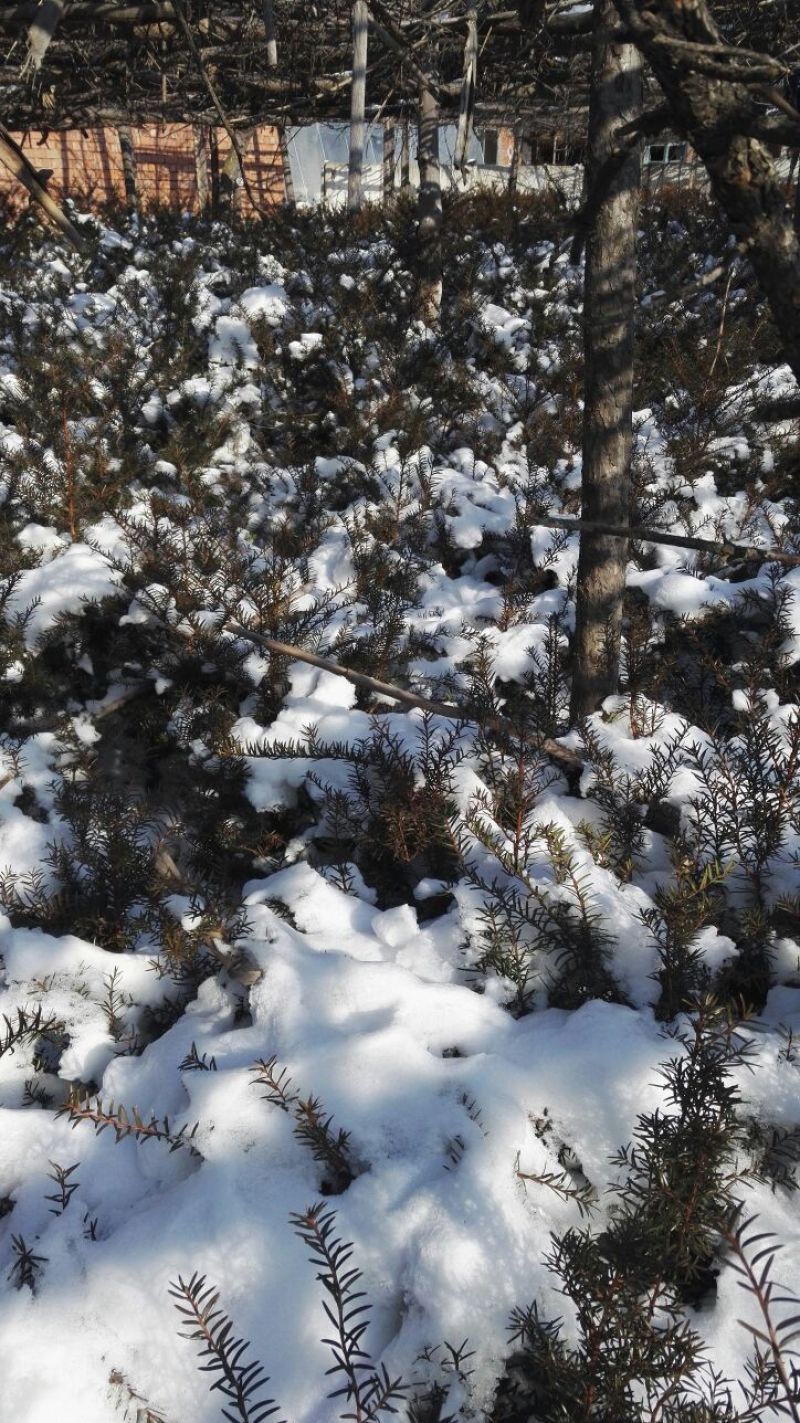 红豆杉实生苗东北红豆杉移植苗冠杉