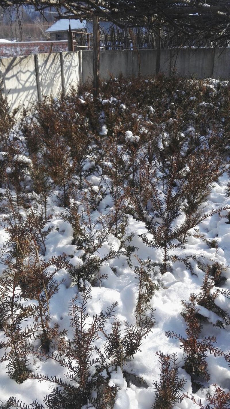 红豆杉实生苗东北红豆杉移植苗冠杉