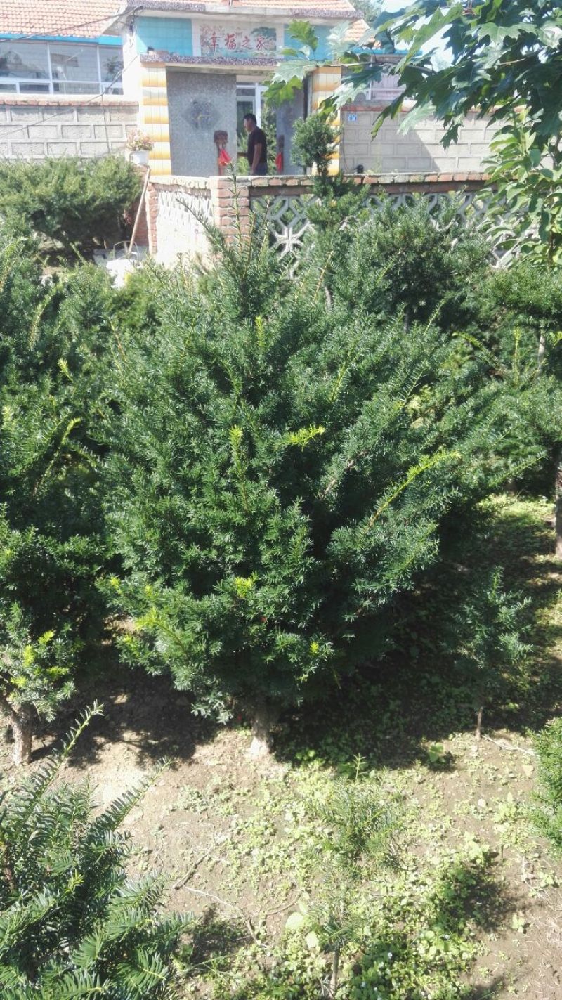 东北红豆杉灌木，红豆杉籽播苗，红豆杉移植苗