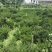 东北红豆杉灌木，红豆杉籽播苗，红豆杉移植苗
