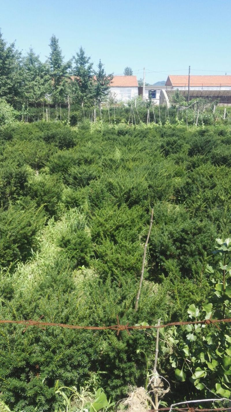 东北红豆杉灌木，红豆杉籽播苗，红豆杉移植苗