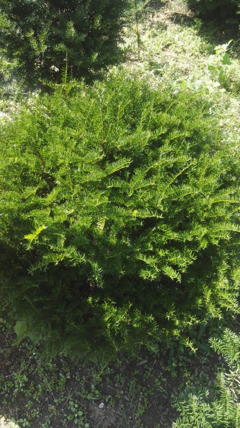 东北红豆杉灌木，红豆杉籽播苗，红豆杉移植苗