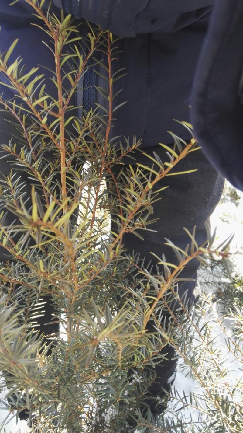 东北红豆杉灌木，红豆杉籽播苗，红豆杉移植苗