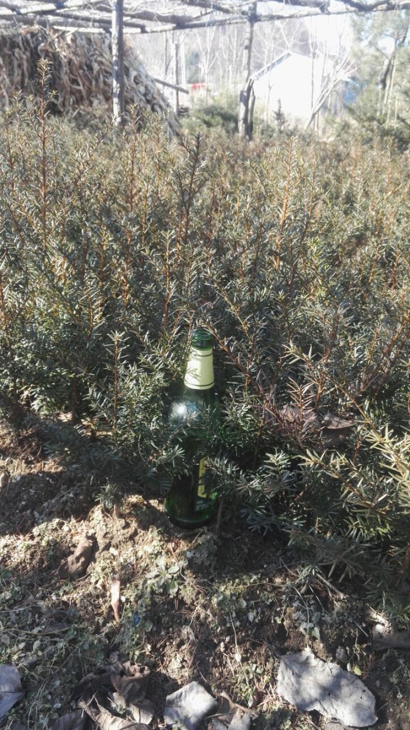 东北红豆杉灌木，红豆杉籽播苗，红豆杉移植苗