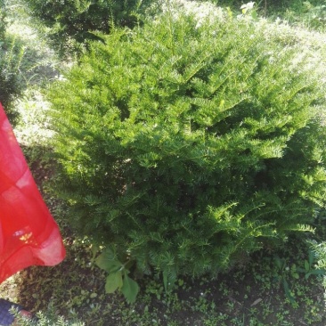 东北红豆杉灌木，红豆杉籽播苗，红豆杉移植苗