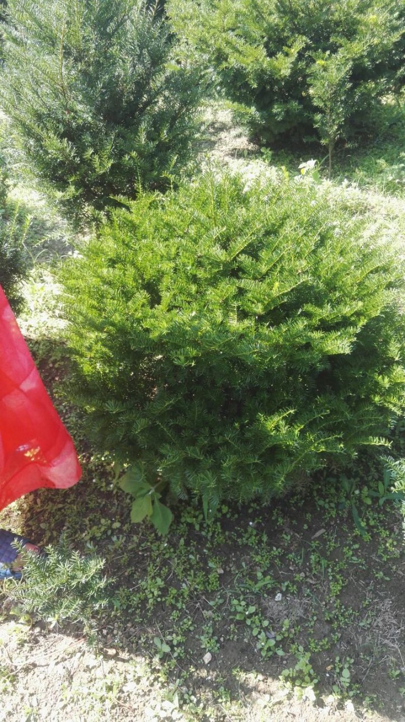东北红豆杉灌木，红豆杉籽播苗，红豆杉移植苗