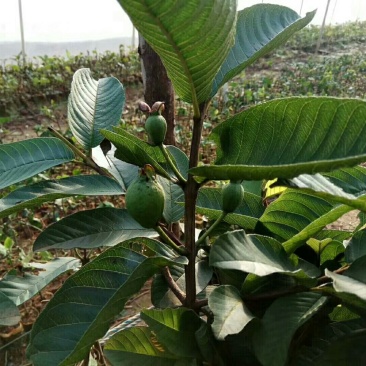西瓜番石榴苗30~50cm