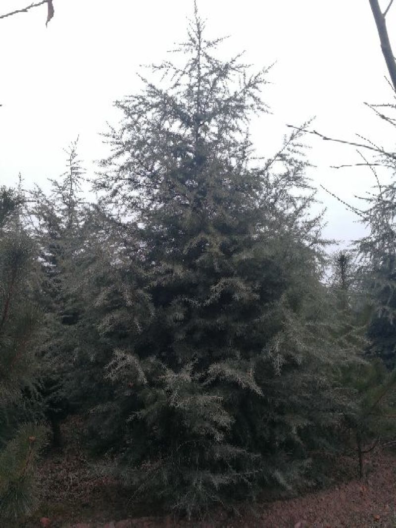 雪松8~10cm