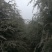 雪松8~10cm