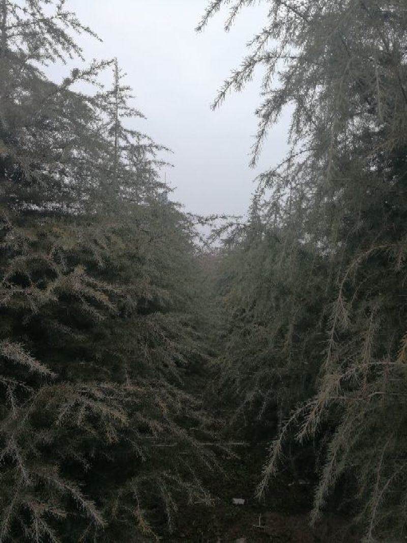 雪松8~10cm
