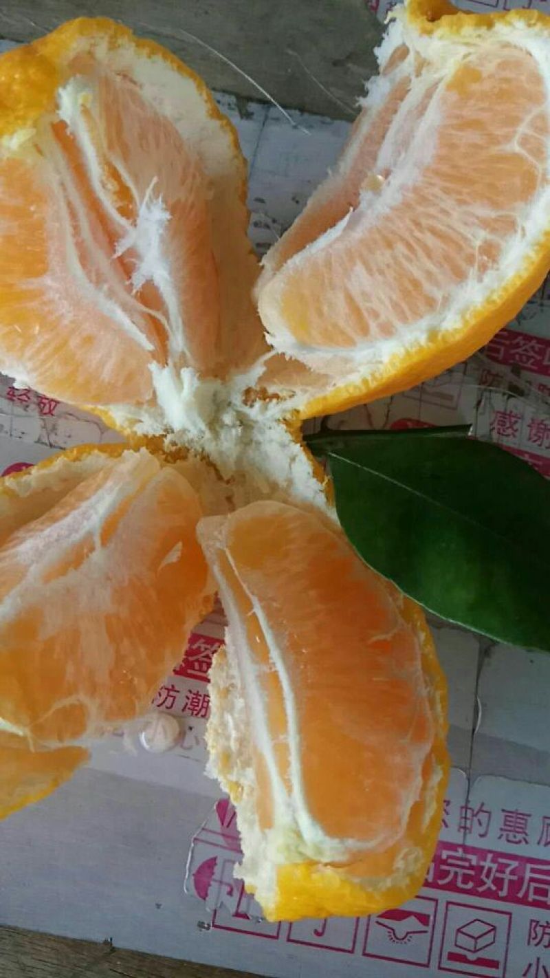 不知火柑桔7.5~8cm