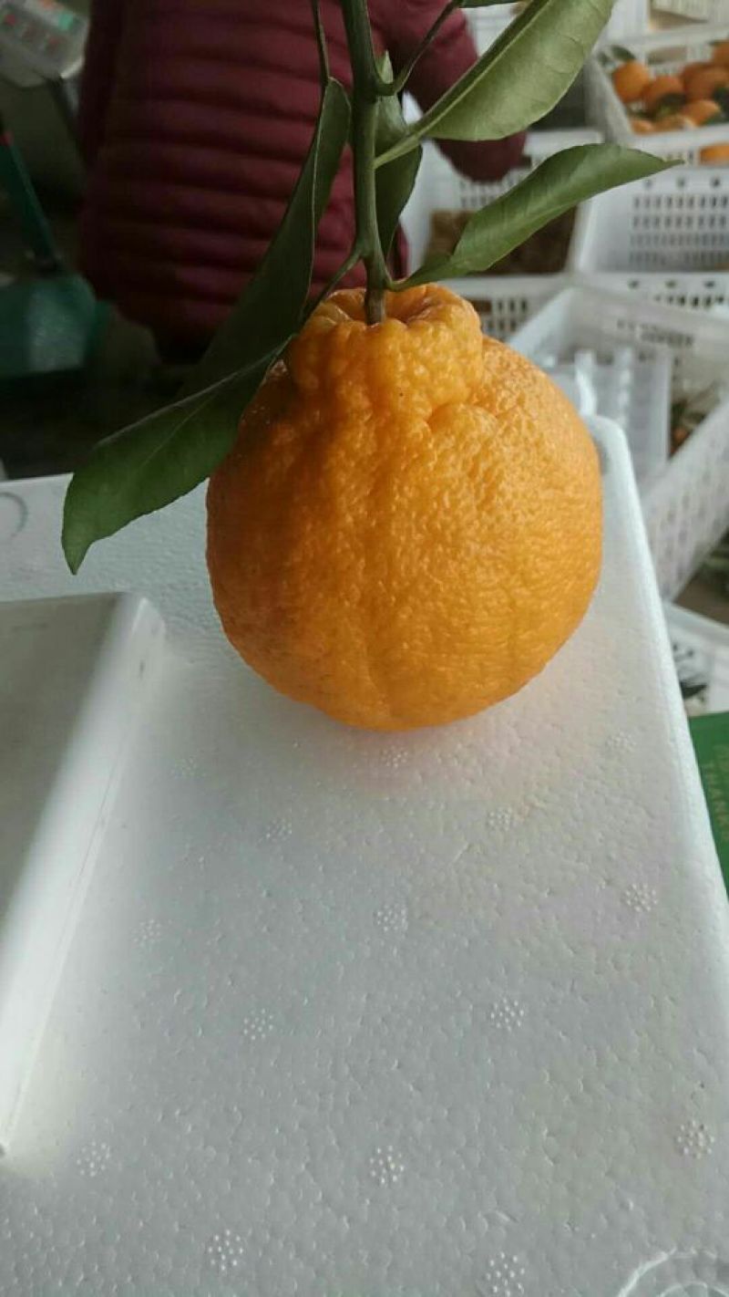不知火柑桔7.5~8cm