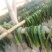梅干菜散装
