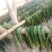 梅干菜散装