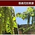 核桃花