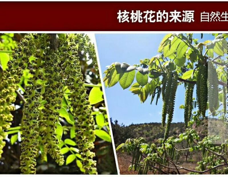 核桃花