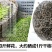 核桃花