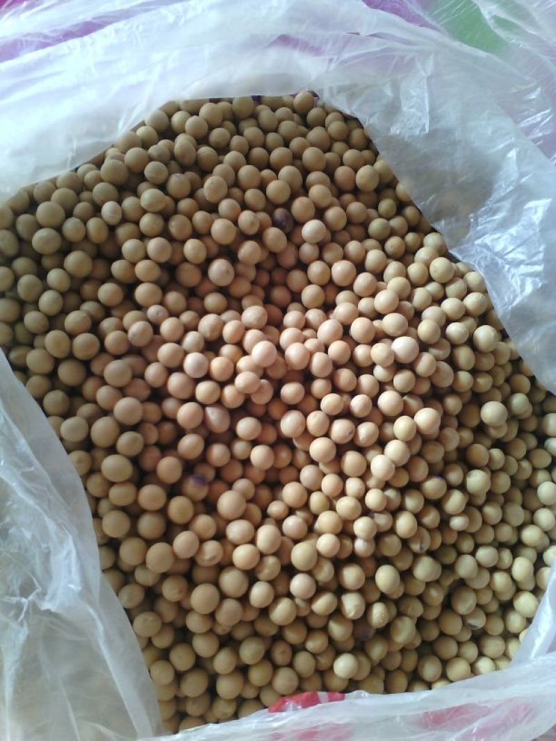 黄豆中等东北优质大豆