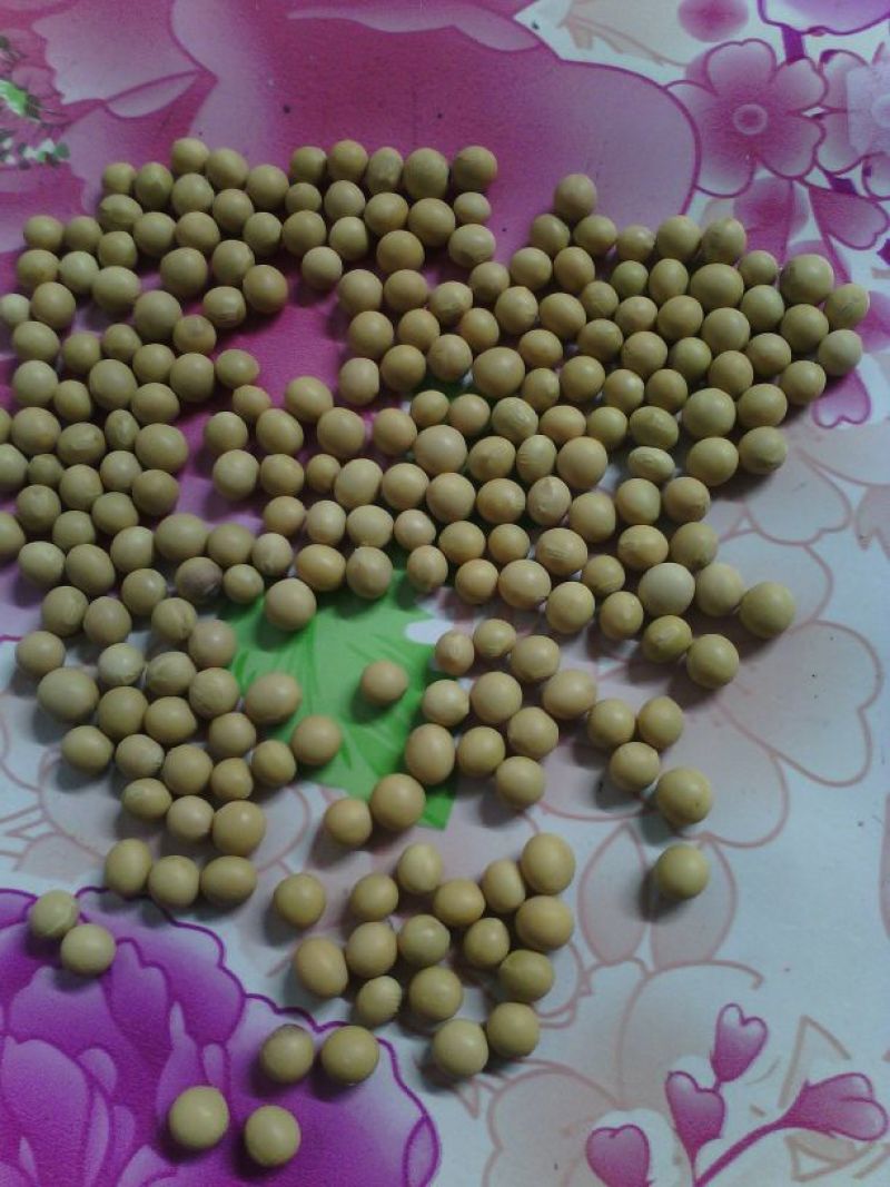 黄豆中等东北优质大豆