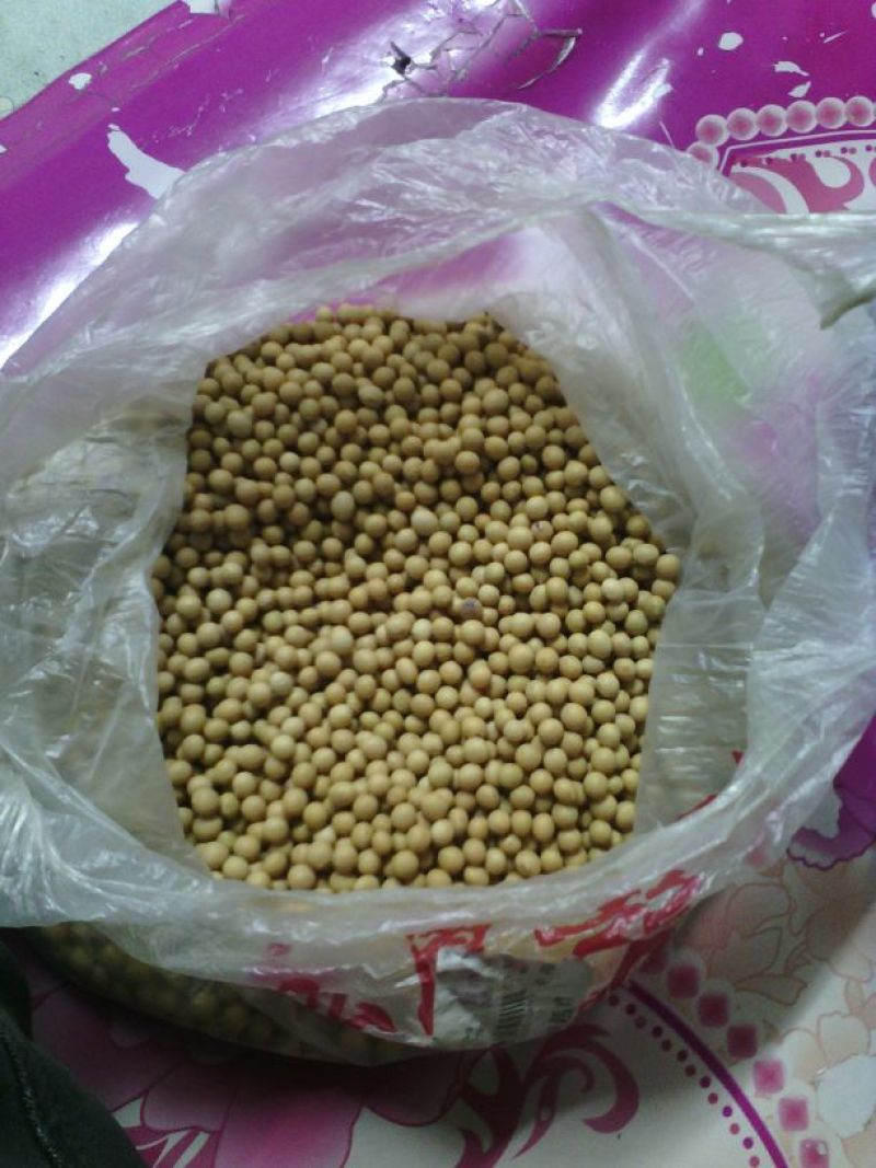 黄豆中等东北优质大豆