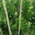 【优选】罗汉松苗罗汉松树苗罗汉松小苗包邮