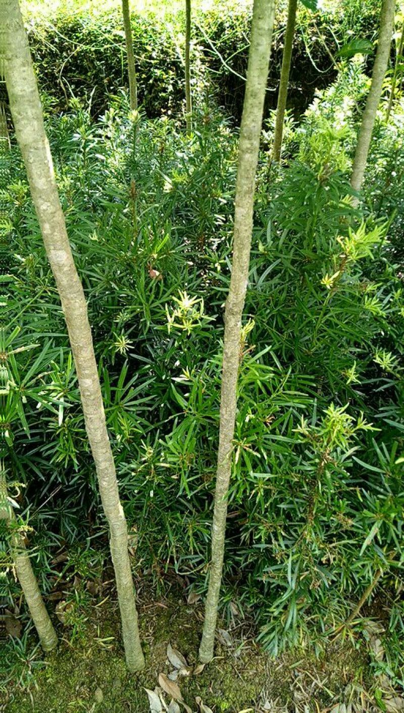 【优选】罗汉松苗罗汉松树苗罗汉松小苗包邮
