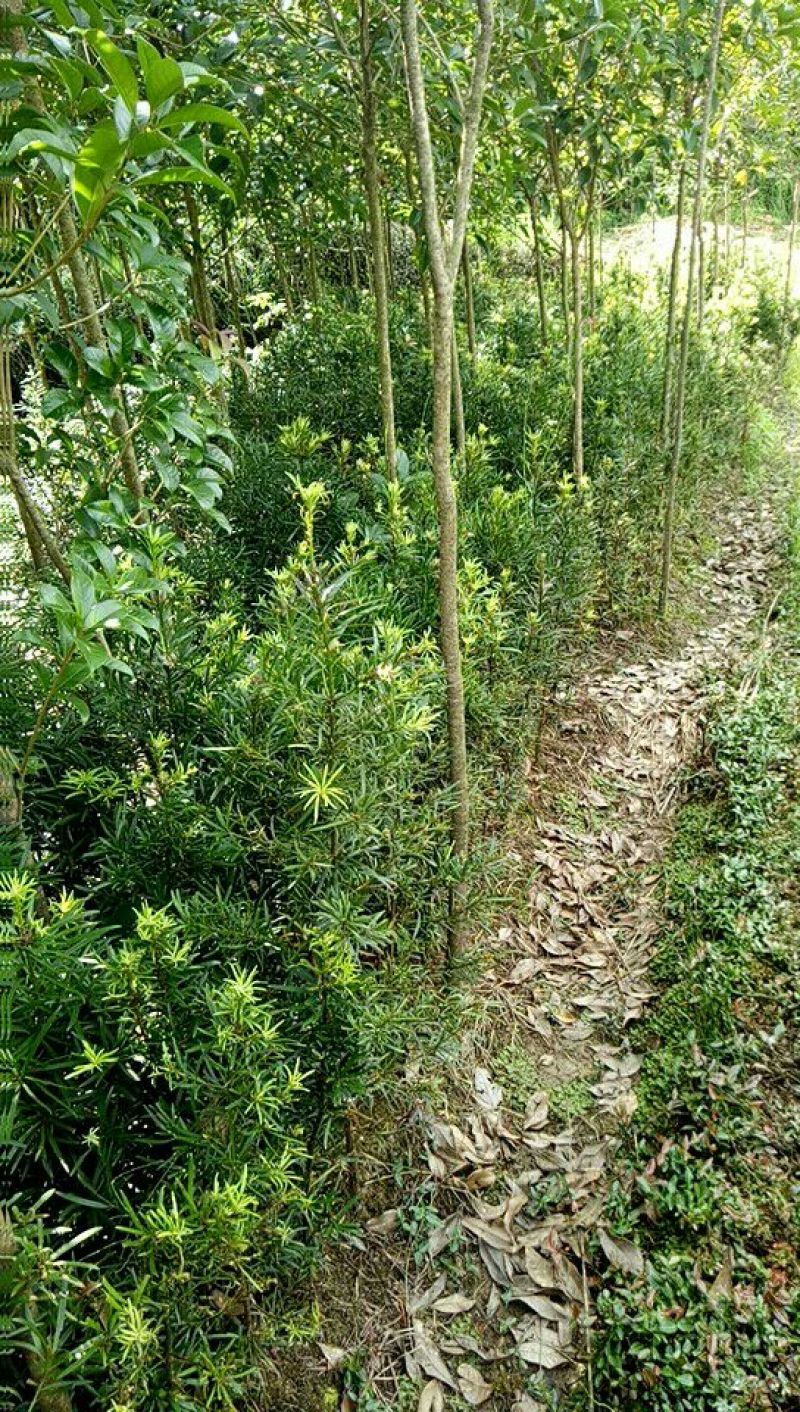 【优选】罗汉松苗罗汉松树苗罗汉松小苗包邮