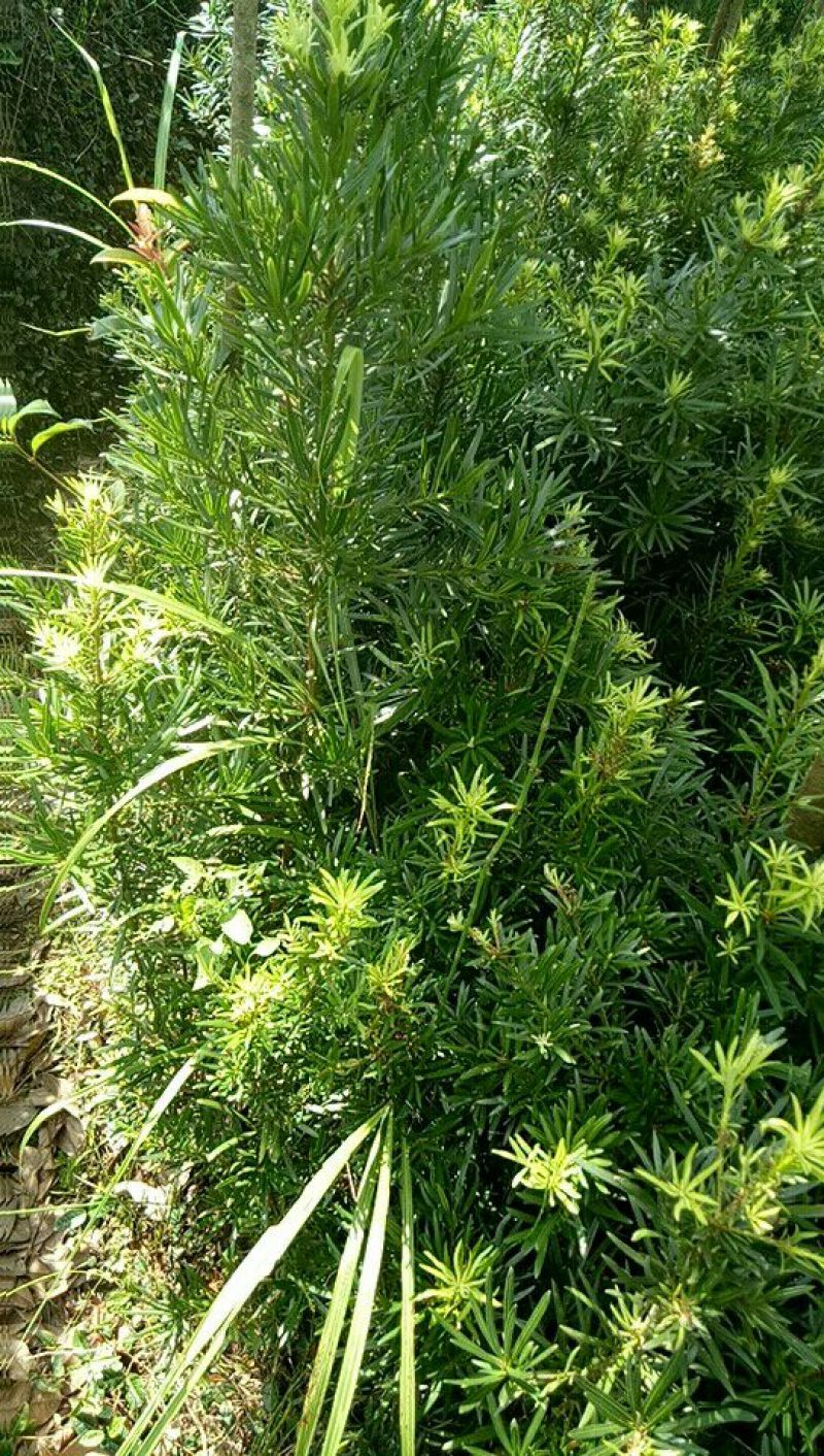 【优选】罗汉松苗罗汉松树苗罗汉松小苗包邮