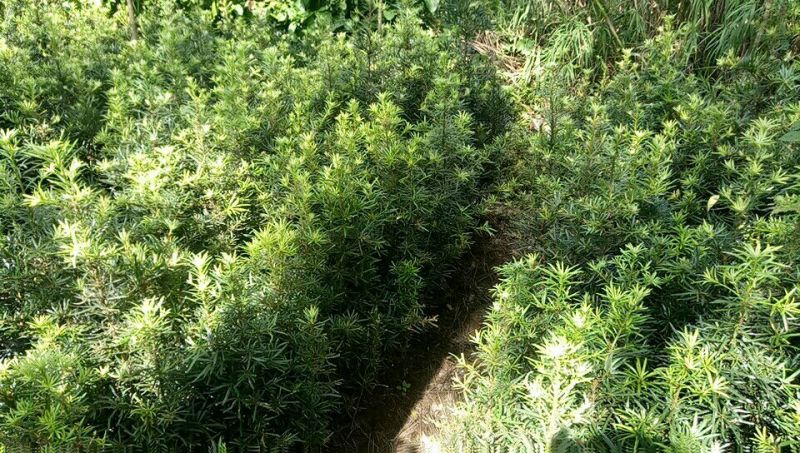 【优选】罗汉松苗罗汉松树苗罗汉松小苗包邮
