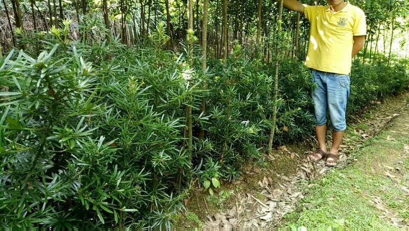 【优选】罗汉松苗罗汉松树苗罗汉松小苗包邮