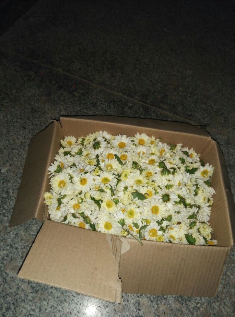 干菊花