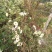 干菊花