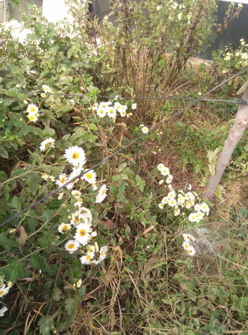 干菊花