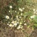 干菊花