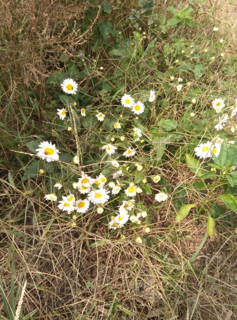 干菊花