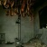 腊肉