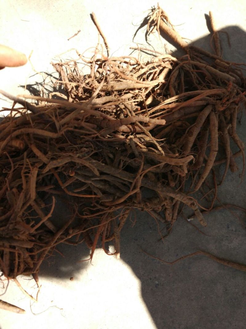 云南小红参干货无硫柴火烘烤