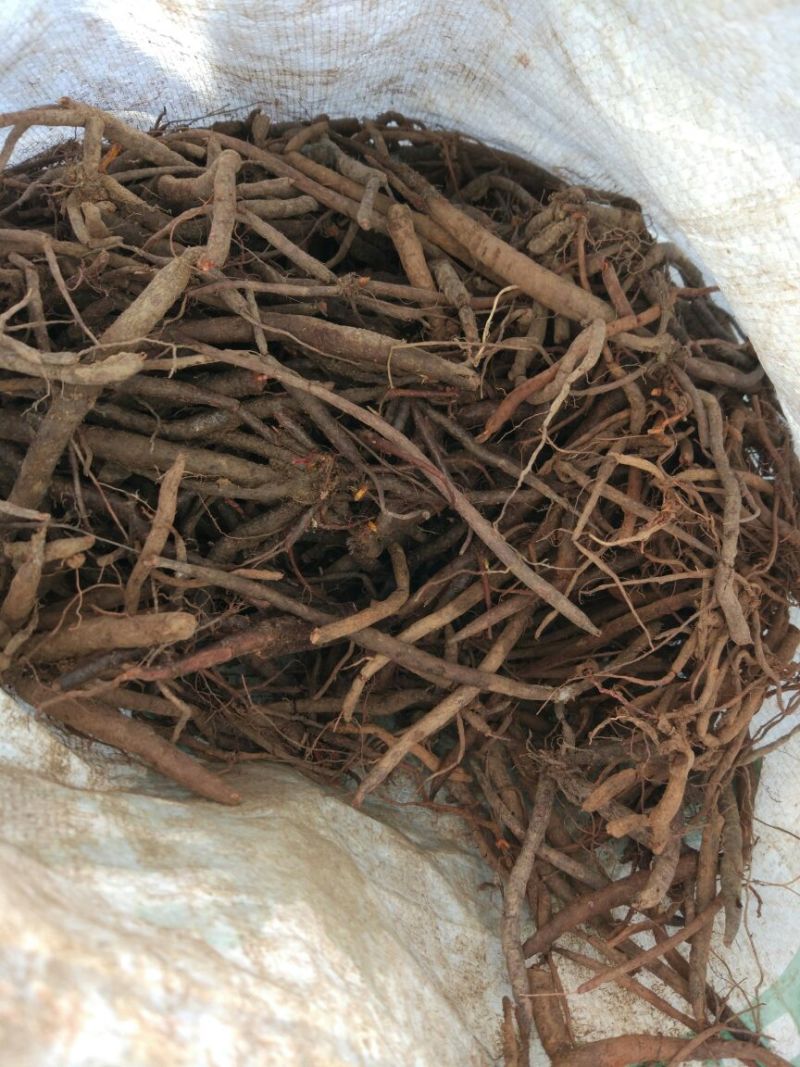 云南小红参干货无硫柴火烘烤