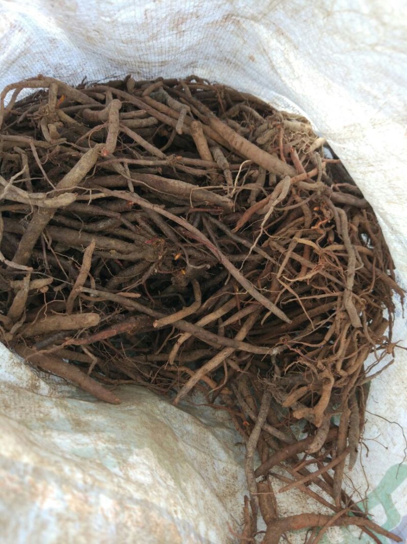 云南小红参干货无硫柴火烘烤