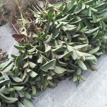 西瓜番石榴苗30~50cm