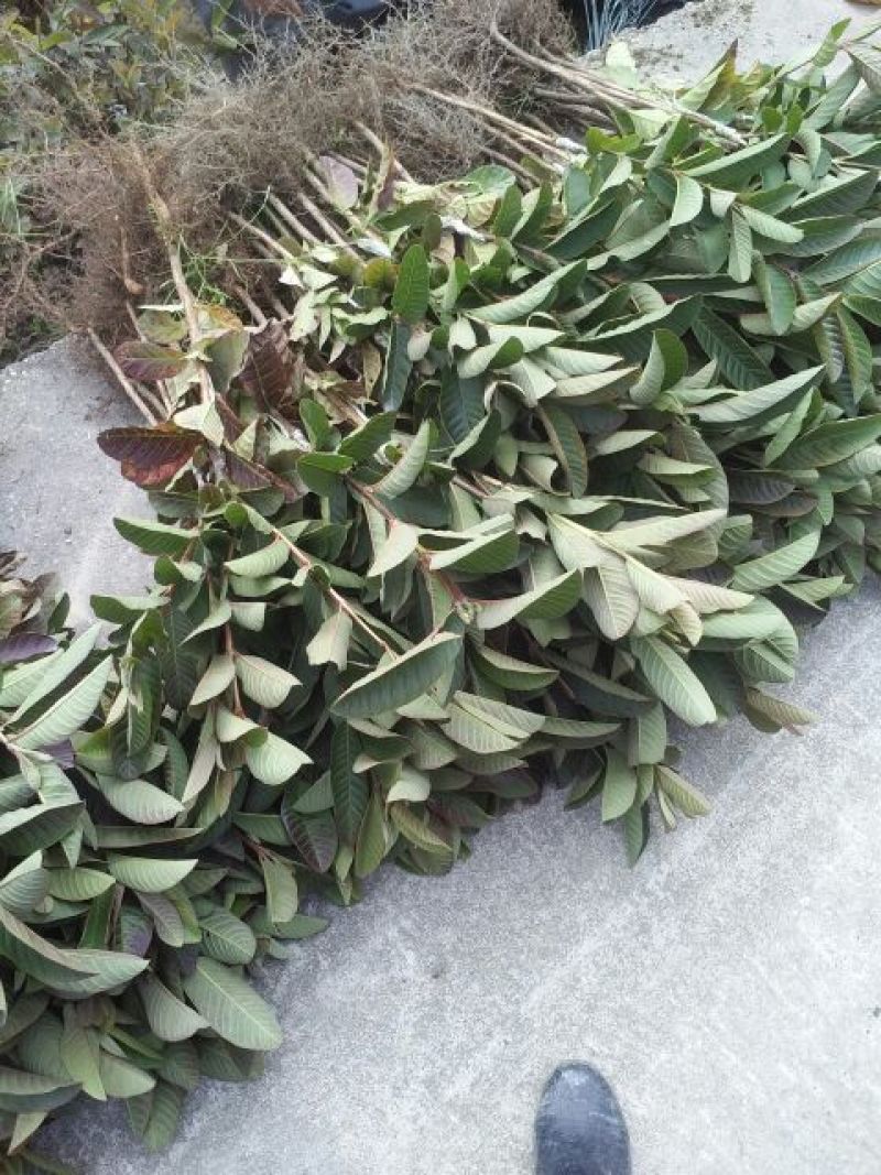 西瓜番石榴苗30~50cm