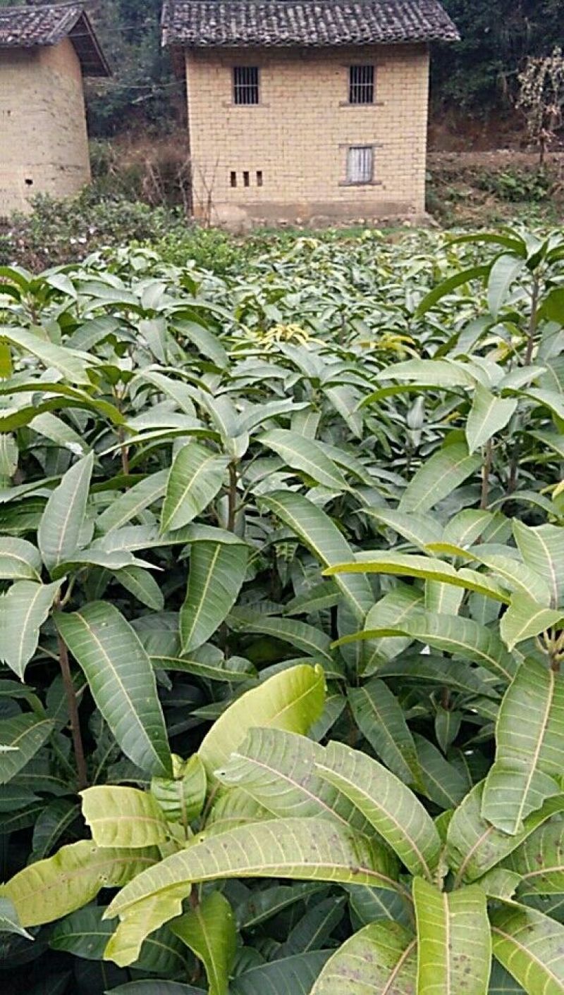 金煌芒树苗1m以下