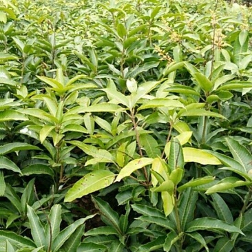 芒果苗1m以下