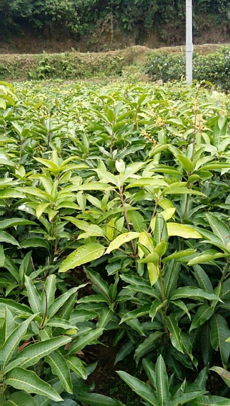 芒果苗1m以下