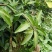 芒果苗1m以下
