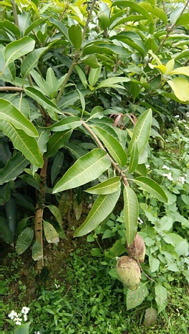 芒果苗1m以下