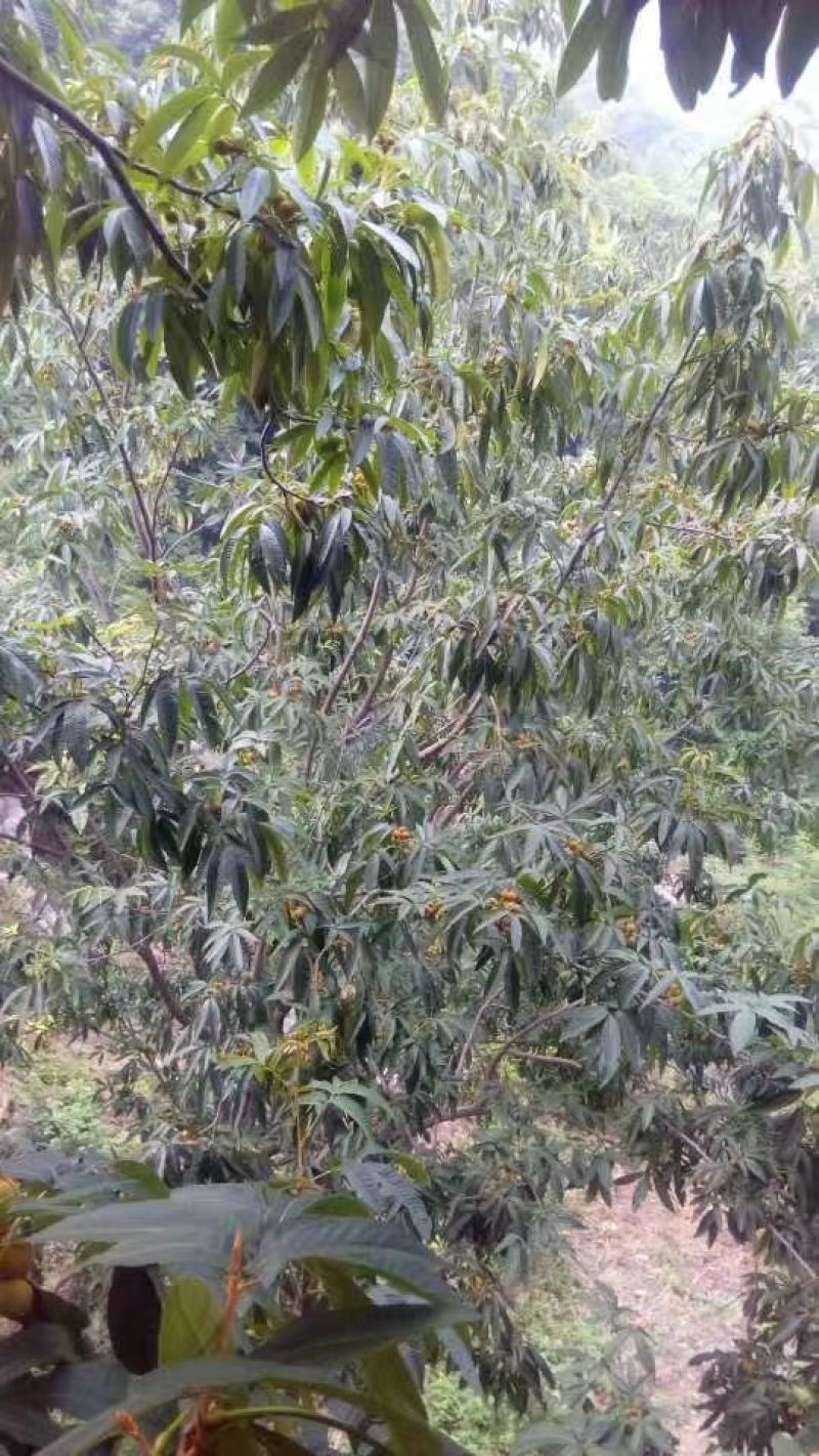 山核桃去皮晒干25mm以上有需要的赶紧下单了