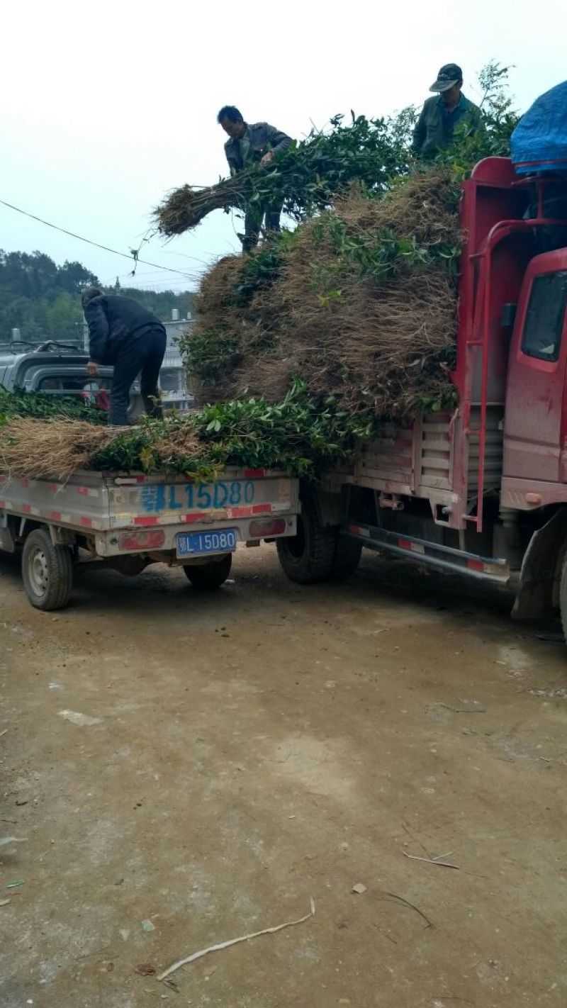 金桂桂花苗桂花树苗园林桂花树苗绿化自产自销批发价