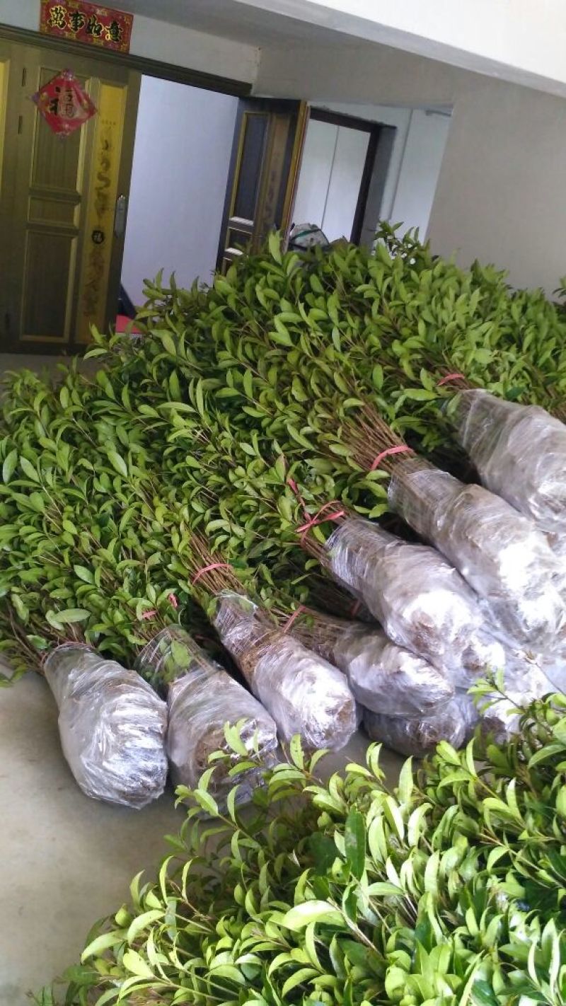 金桂桂花苗桂花树苗园林桂花树苗绿化自产自销批发价